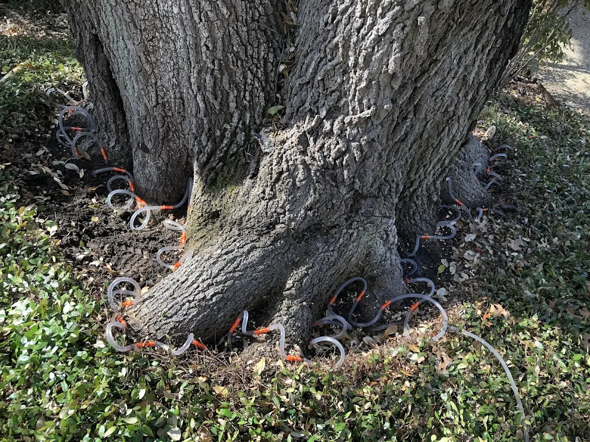 Detailed Tree Cabling and Bracing job site in Austerlitz