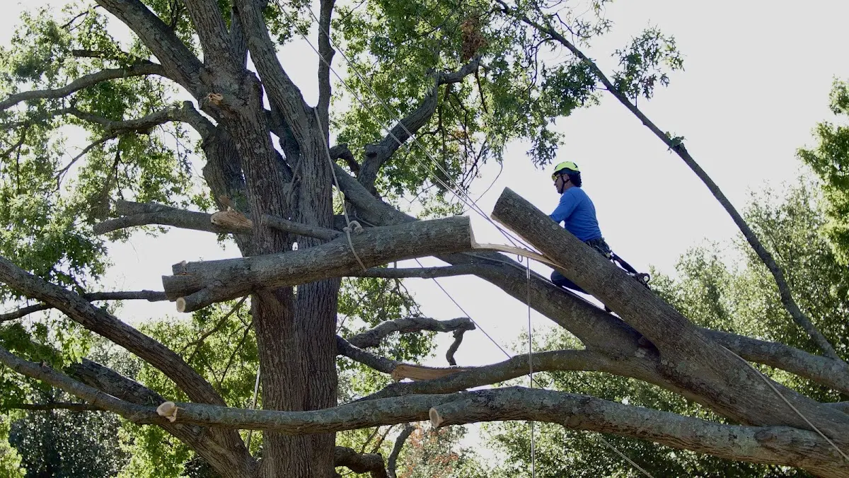 Professional Crown Thinning performed by certified arborists in Austerlitz