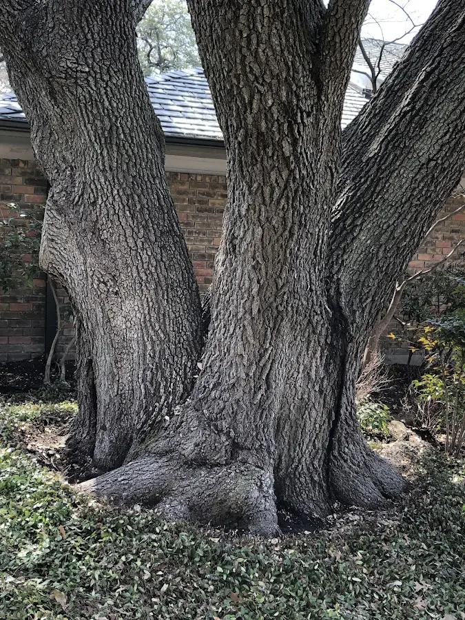 Mature heritage tree close to a Austerlitz property cared for by certified arborists